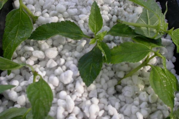 خاک پرلیت برای گلدان